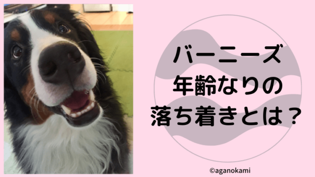 トロントで聞きました バーニーズマウンテンドッグは何歳で落ち着く 我が家の対策も あがの犬暮らしincanada