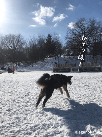 雪遊びをするバーニーズマウンテンドッグ