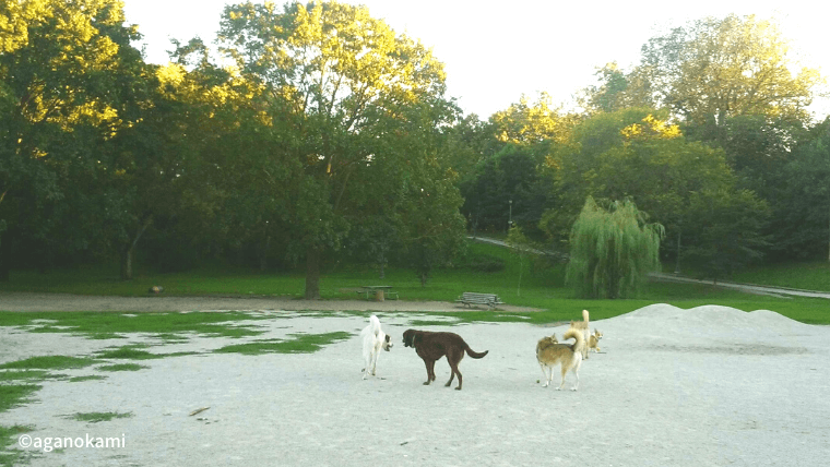 公園で遊ぶ犬たち