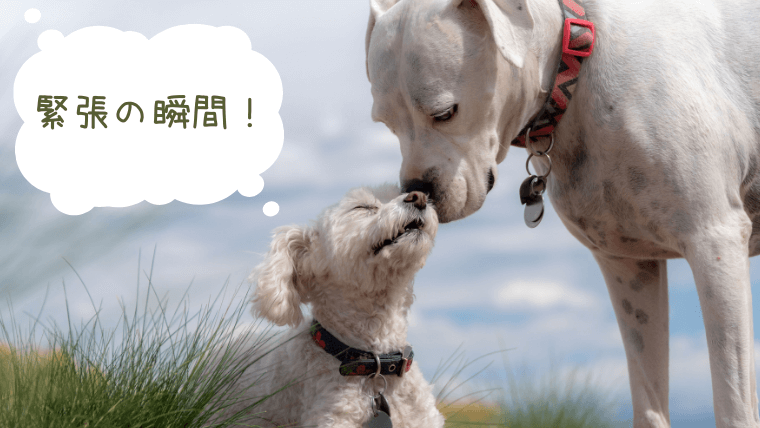 散歩中の犬同士の挨拶について あがの犬暮らしincanada