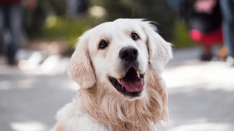 トロントで犬を飼う上で気をつけたい４つのこと あがの犬暮らしincanada