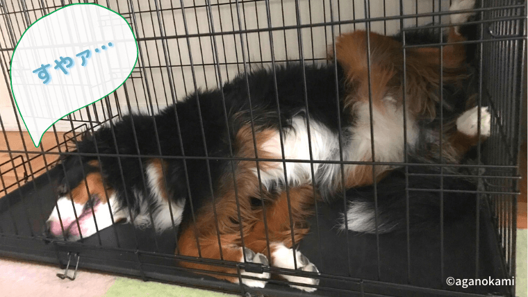 犬のハウストレーニングは毎日の楽ちん積み上げで あがの犬暮らしincanada