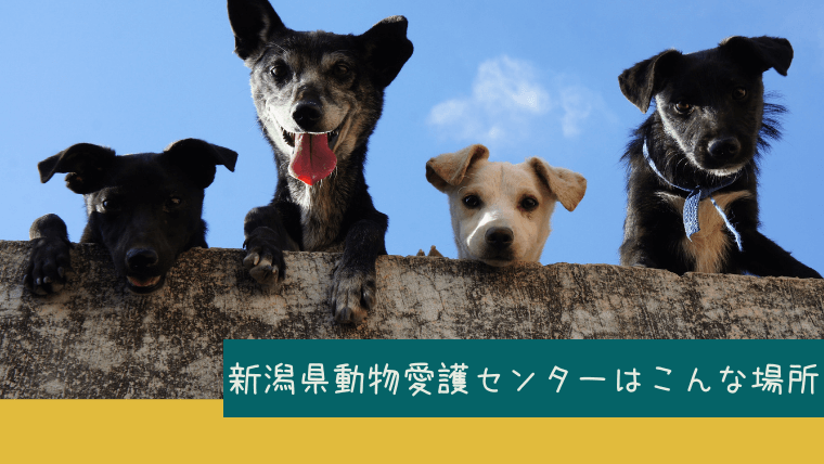 新潟県動物愛護センターの紹介
