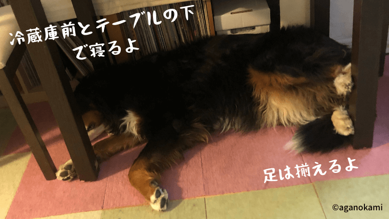 うちのバーニーズ ベッドで寝ない 我が家の床ずれ対策も あがの犬暮らしincanada