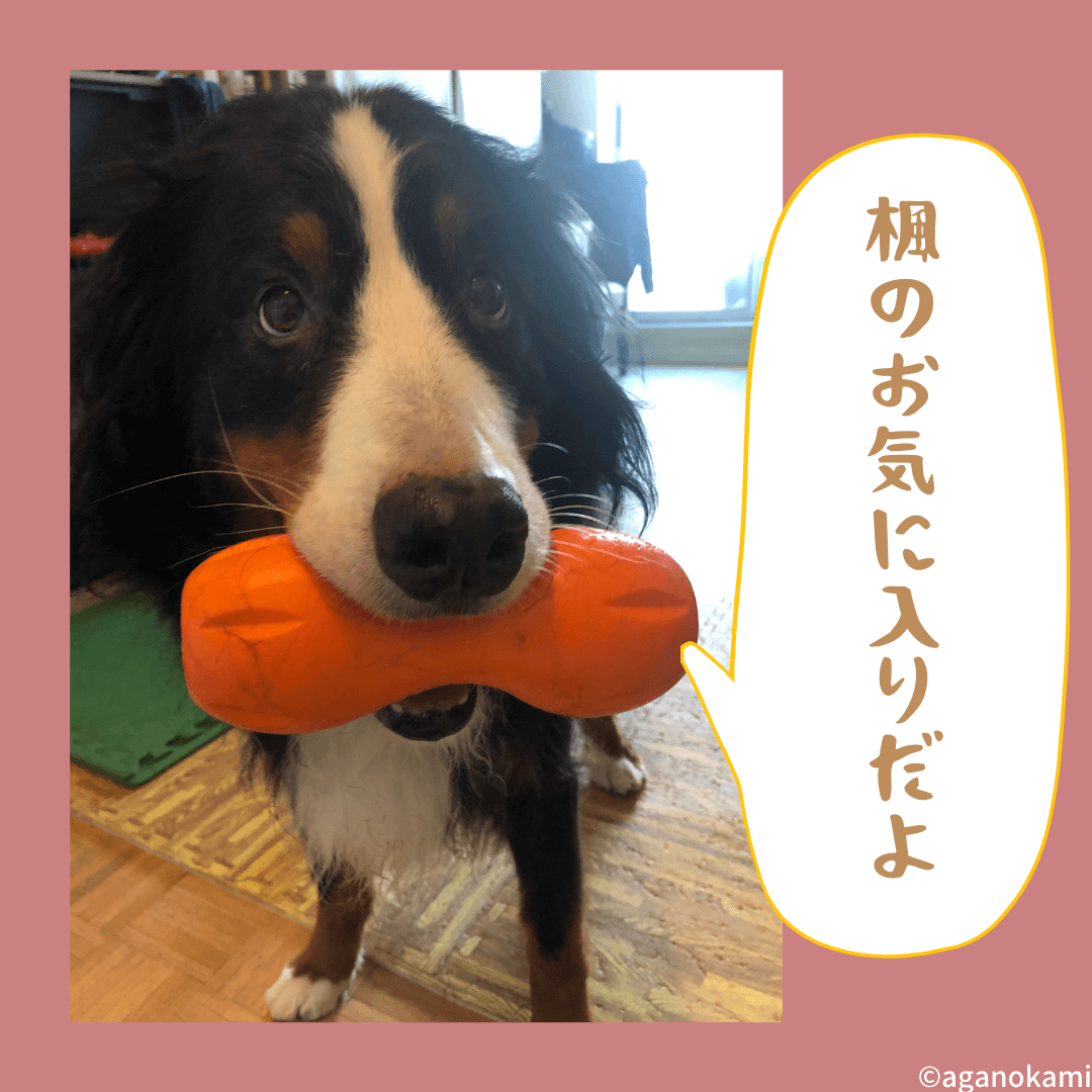 丈夫で壊れにくいおすすめ犬おもちゃ【ゾゴフレックス】レビュー｜あがの犬暮らしinCANADA