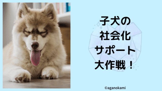 子犬の社会化についてのまとめ