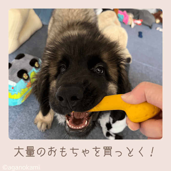 子犬の甘噛み対策