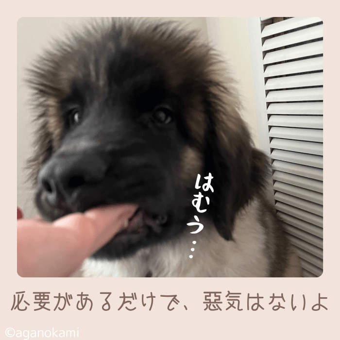 子犬の甘噛みに悪意がない根拠