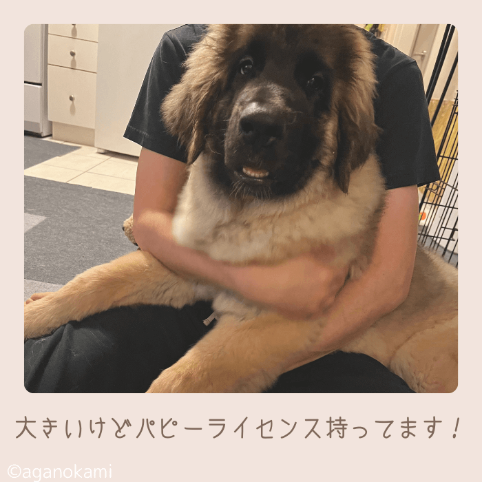 子犬の甘噛みとパピーライセンスについて