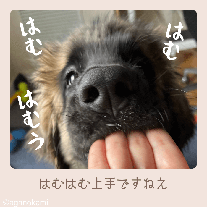 超大型犬レオンベルガーパピーの甘噛み