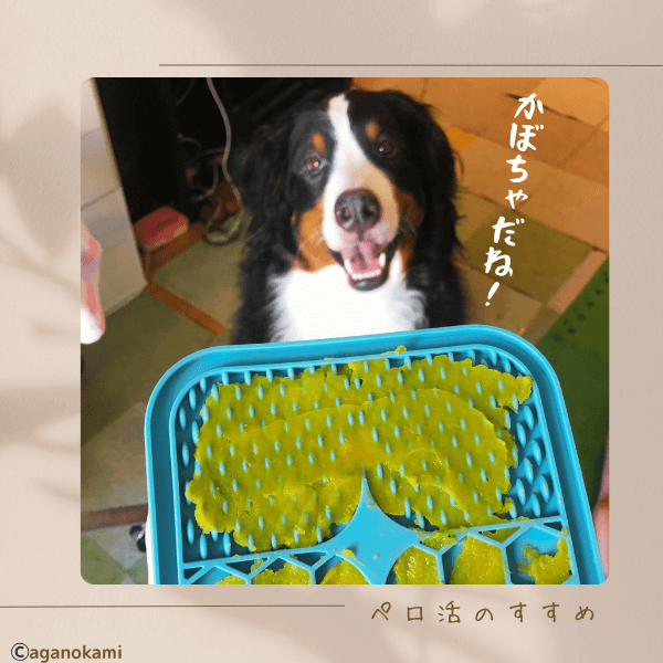 犬にリックマットを
