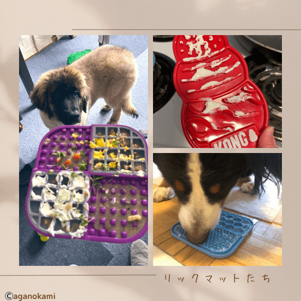 リックマットとバーニーズとレオンベルガー