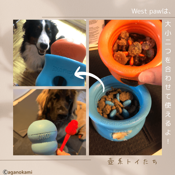 コングとゾゴフレックスウェストパウとバーニーズとレオンベルガー