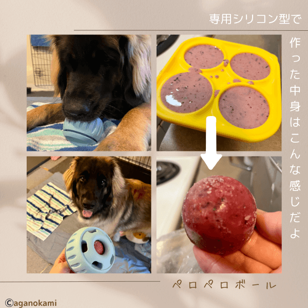woof pupsicleとレオンベルガー子犬