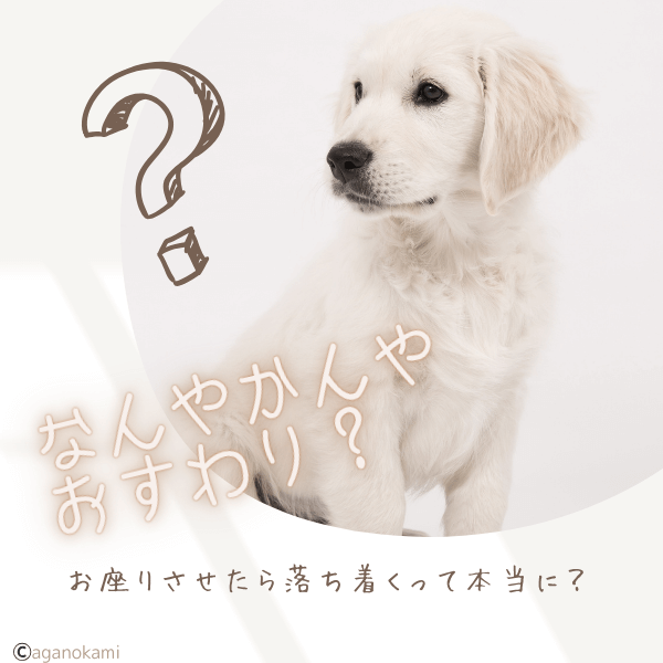 犬のしつけお座りの疑問