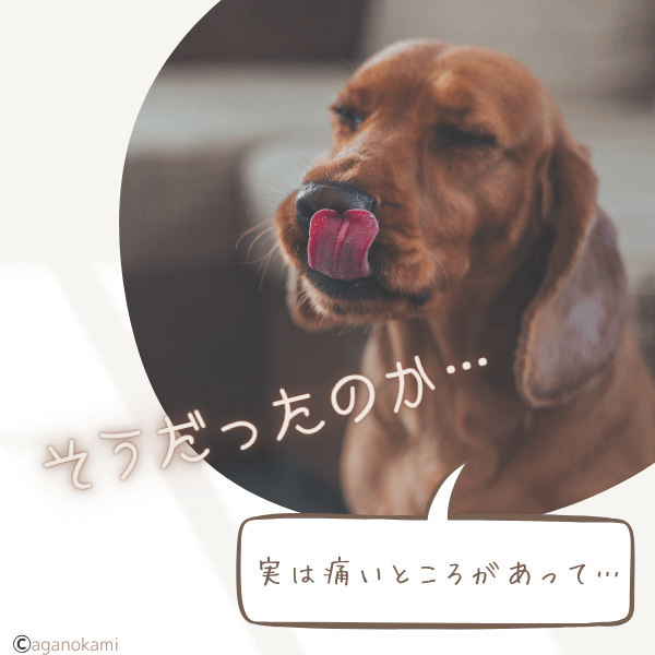 犬のしつけお座りの危険性