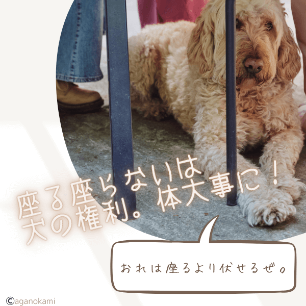 自由な動きは犬の権利