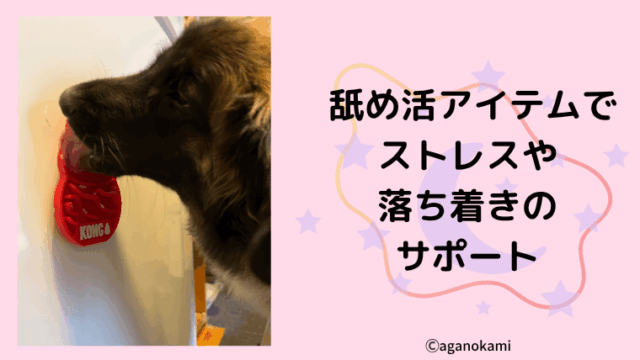 犬のストレスや不安、落ち着きたい時を舐めるグッズでサポートしよう