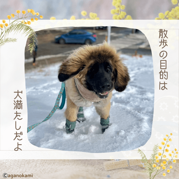 犬の散歩の目的は犬満たし