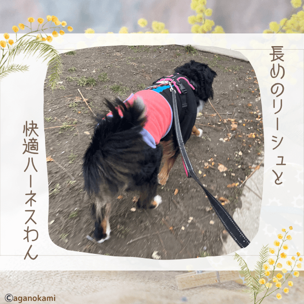 長めのリードと快適なハーネスで引っ張らないで歩けるよ