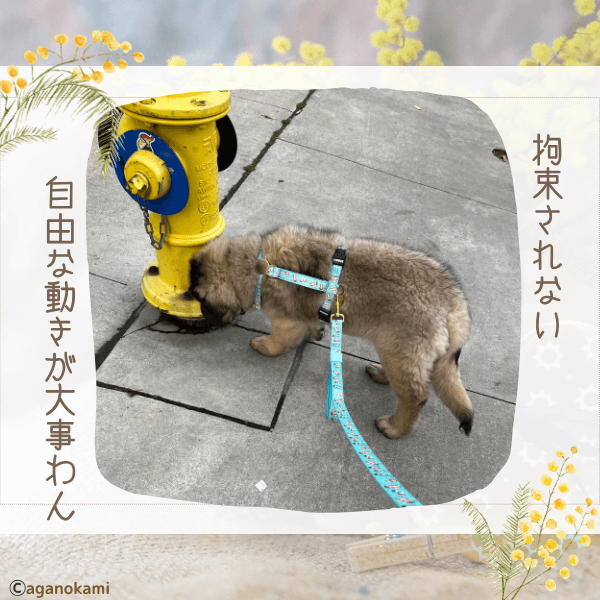 子犬の成長には拘束されない自由な動きが必要。