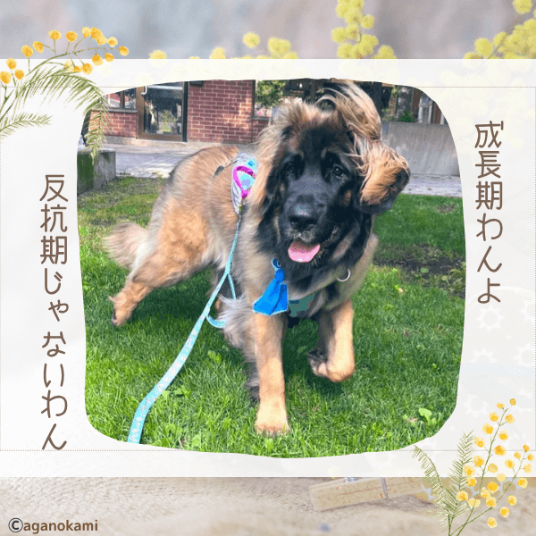 犬の思春期の誤解。反抗期ではない。