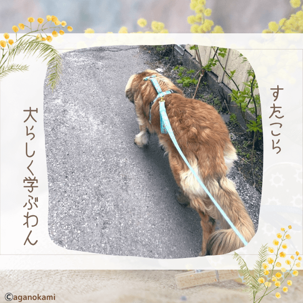 犬は犬らしく犬としての学をする事で自信がついて穏やかに