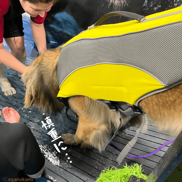 ライフジャケットを着てプールに入ろうとする犬