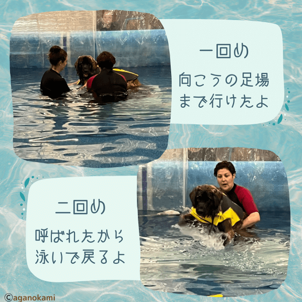犬の水泳体験