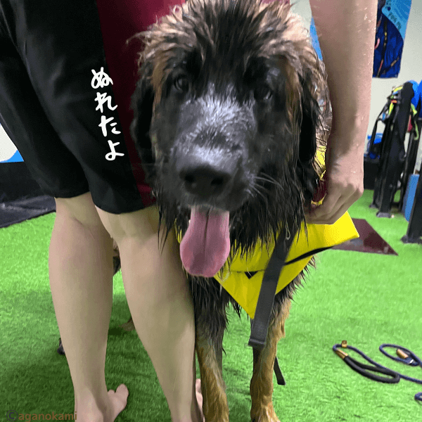 プールに入って濡れたレオンベルガー
