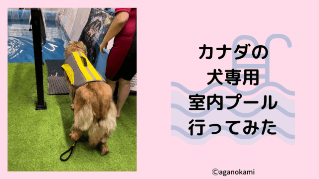 カナダの犬専用室内プールに行ってみた