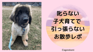 超大型犬でもできる、叱らない犬育てで引っ張らない散歩の教え方、経過報告
