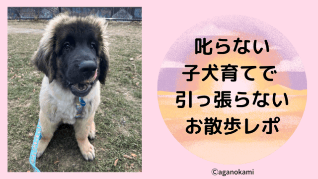 超大型犬でもできる、叱らない犬育てで引っ張らない散歩の教え方、経過報告