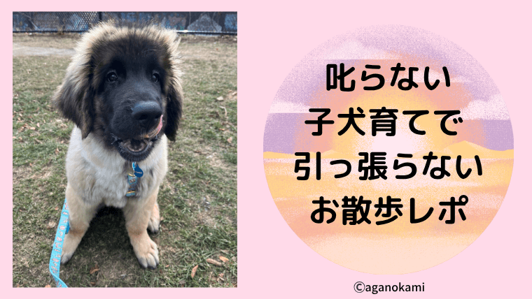 超大型犬でもできる、叱らない犬育てで引っ張らない散歩の教え方、経過報告