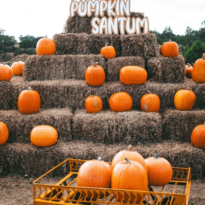 ハロウィン用のパンプキン農場