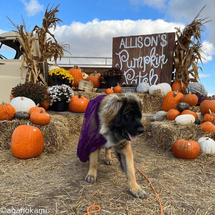 カボチャとレオンベルガー