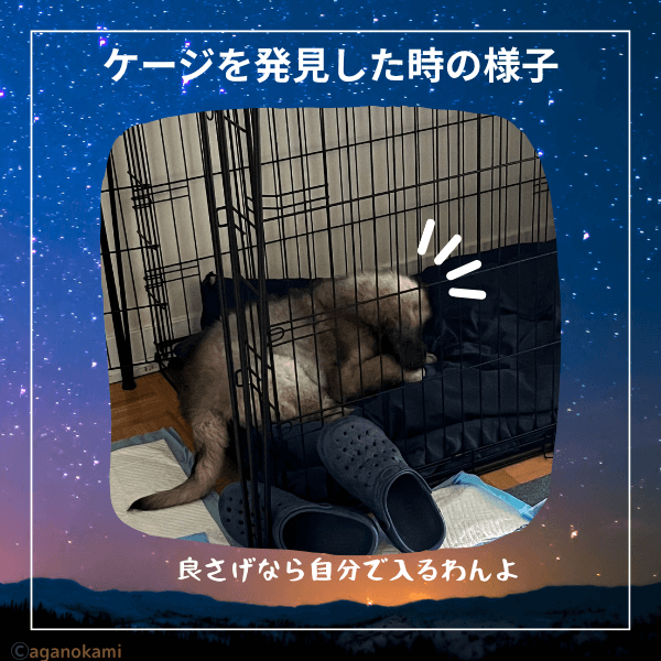 力を使わない簡単クレートトレーニング