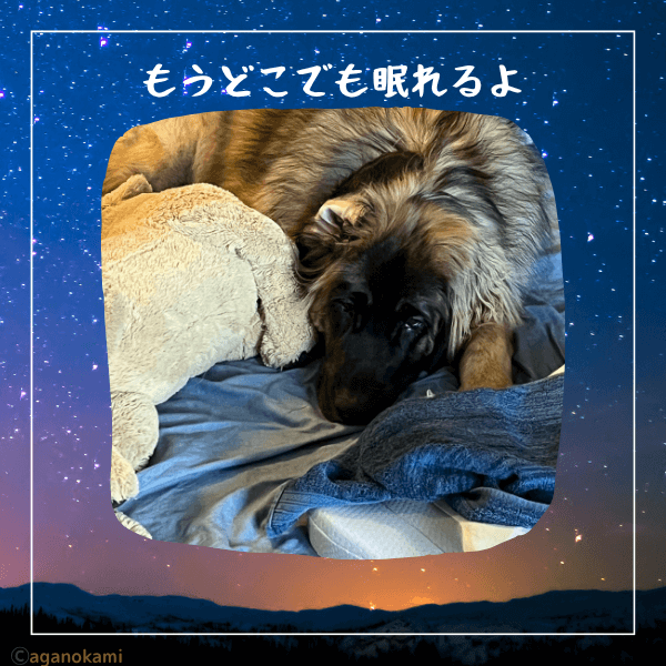 犬に寝床を選ぶ選択肢を提供しよう