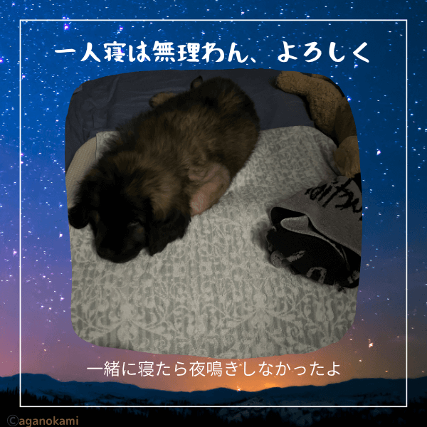 子犬はいきなり一人で寝れない。夜泣きは普通。