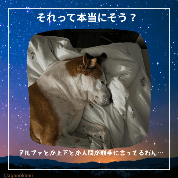 アルファとか上下とか人間が勝手に言ってるわん