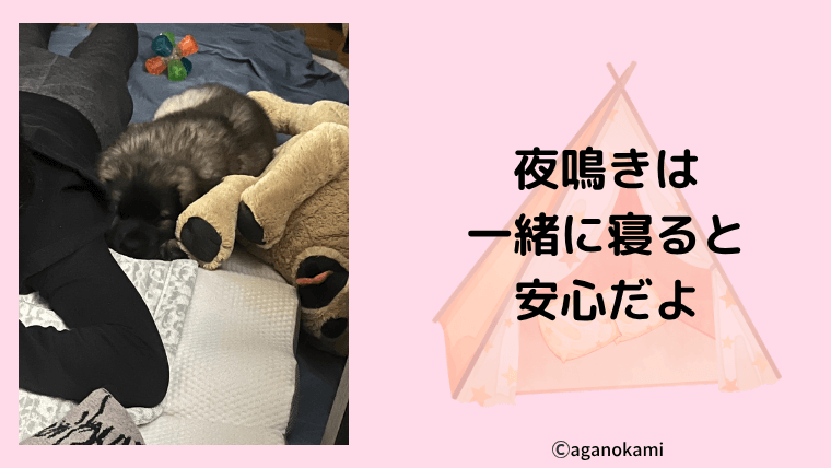 子犬の夜泣きの対策としつけ