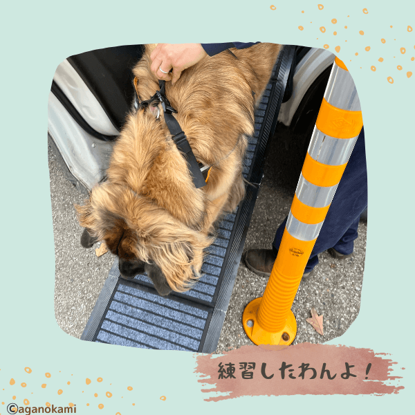 スロープを降りる超大型犬