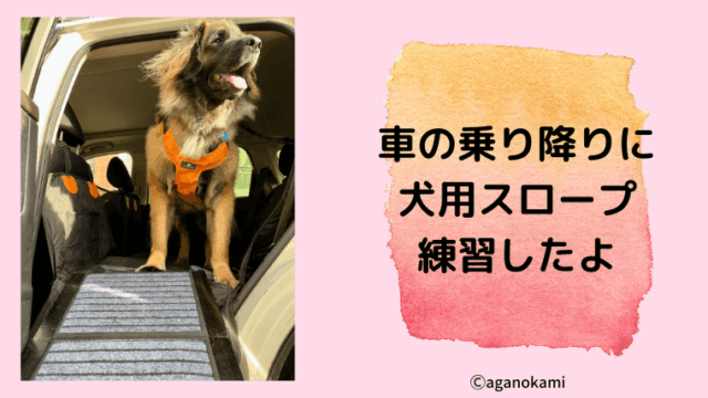 大型犬用スロープとレオンベルガー