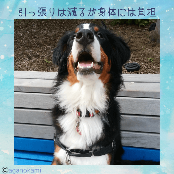 イージーウォークハーネスとバーニーズマウンテンドッグ