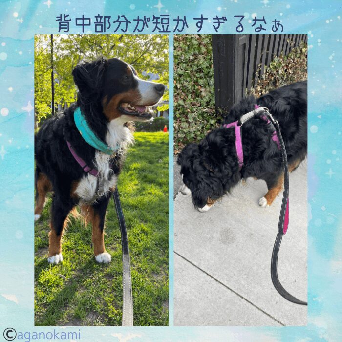 バーニーズマウンテンドッグとハーネス