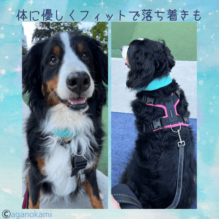 バーニーズマウンテンドッグとパーフェクトフィットハーネス