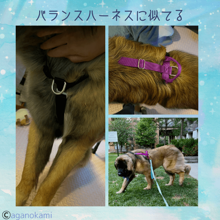 超大型犬レオンベルガーとハーネス