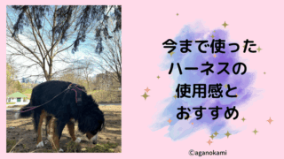 犬のハーネスの感想とおすすめハーネス