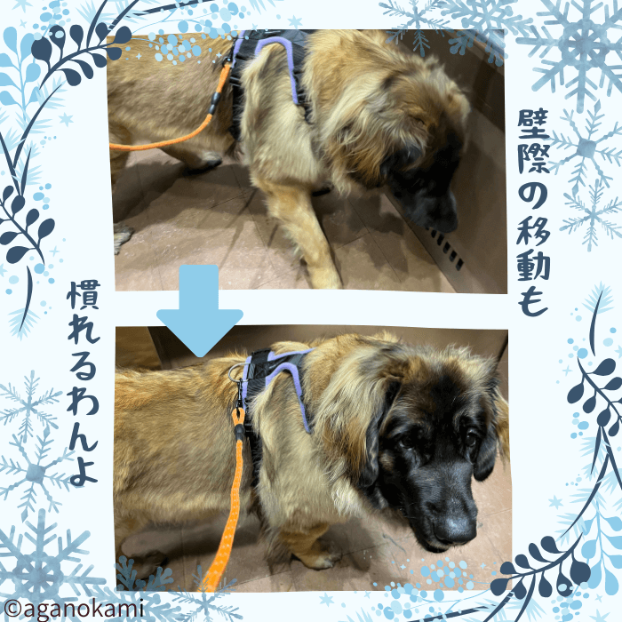 エレベーターないで壁際の移動をするレオンベルガー