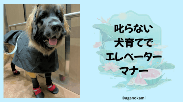 叱らない犬育てでできるエレベーターマナー